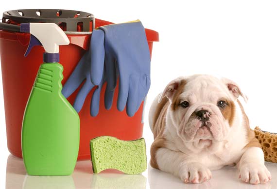 Tips For Keeping Your House Clean With Dogs