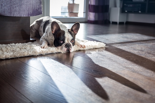 Housecleaning and Your Pets… Doing Our Job with Them in Mind 